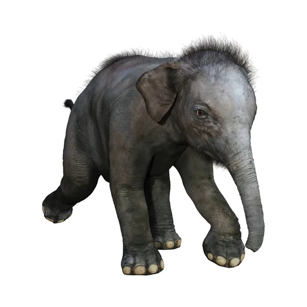 Renderização Bebê Elefante Indiano Isolado Fundo Branco — Fotografia de Stock