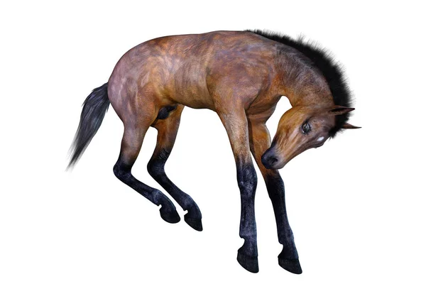 Rendering Bay Horse Csikó Elszigetelt Fehér Background — Stock Fotó