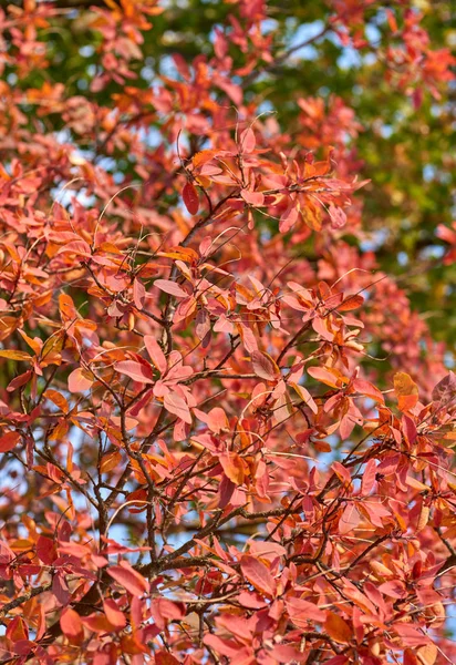Folhas Vermelhas Cotinus Coggygria Close Dia Outono — Fotografia de Stock