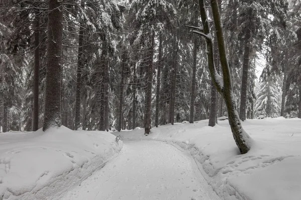 Зима Снігу Тюрінгії Лісового Поблизу Місті Oberhof Німеччина — стокове фото
