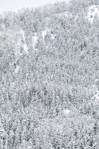 Zima Krajobraz Lasu Sosnowego Japonii Shirakawago Chubu — Zdjęcie stockowe