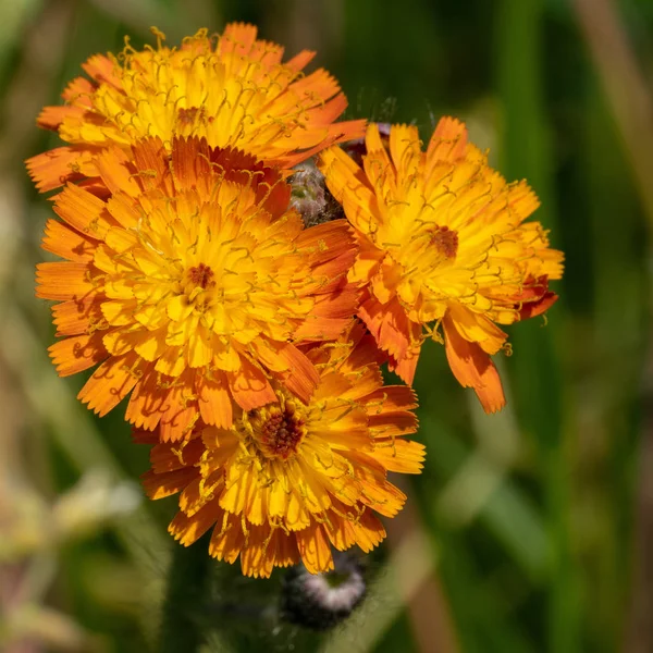 Teufelsmalpinsel Hieracium Aurantiacum Nahaufnahme Des Blütenkopfes — Stockfoto