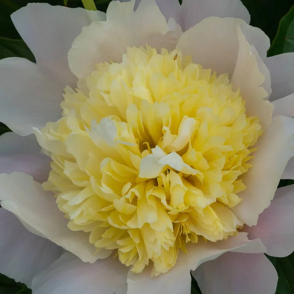 Pivoine Paeonia Lactiflora Fleurs Été — Photo