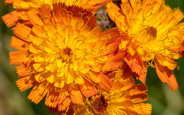 Şeytani Boya Fırçası Hieracium Aurantiacum Çiçeğin Başını Kapat — Stok fotoğraf