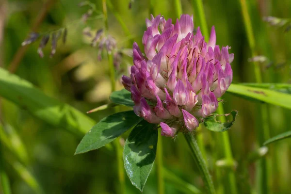 Trébol Rojo Trifolium Pratense Flores Prados — Foto de Stock