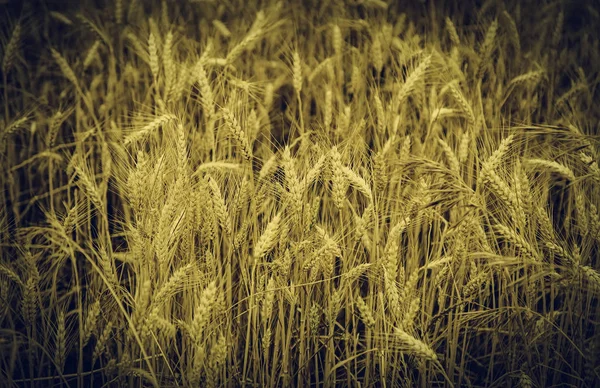 Pšeničné Pole Pěstování Obilovin Krajina Zemědělství — Stock fotografie