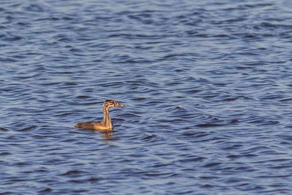 Juvenil Grande Crested Grebe Podiceps Cristatus Danúbio Delta Romênia — Fotografia de Stock