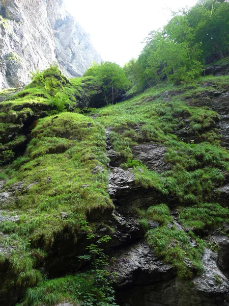 Une Falaise Verte Luxuriante Dans Alpes Autrichiennes — Photo