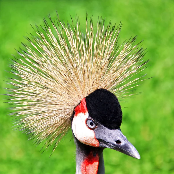 Panoramisch Uitzicht Prachtige Kroonkraanvogel — Stockfoto