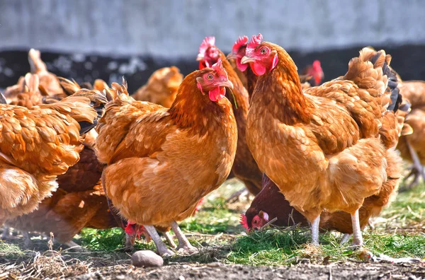 Chickens Traditional Free Range Poultry Farm — Stock Photo, Image