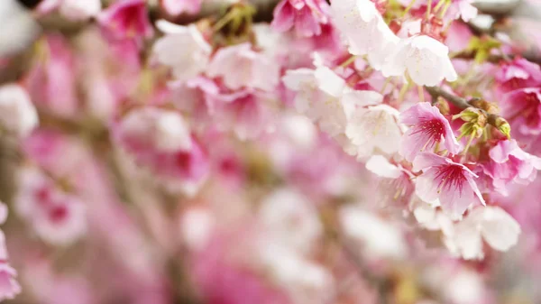 Spring Blossom Flowers Tree — Stock Photo, Image