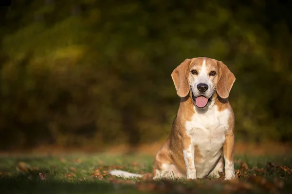 Portret Van Een Beagle Dog Het Herfstlicht — Stockfoto