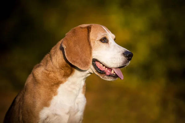 Portrait Beagle Dog Autumnal Light — Stock Photo, Image