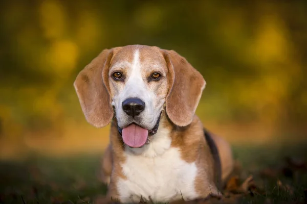Πορτρέτο Ενός Σκύλου Beagle Στο Φθινοπωρινό Φως — Φωτογραφία Αρχείου
