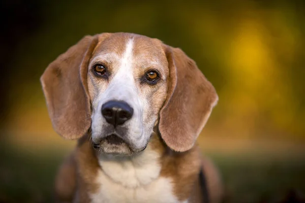 秋の光の中でのビーグル犬の肖像 — ストック写真