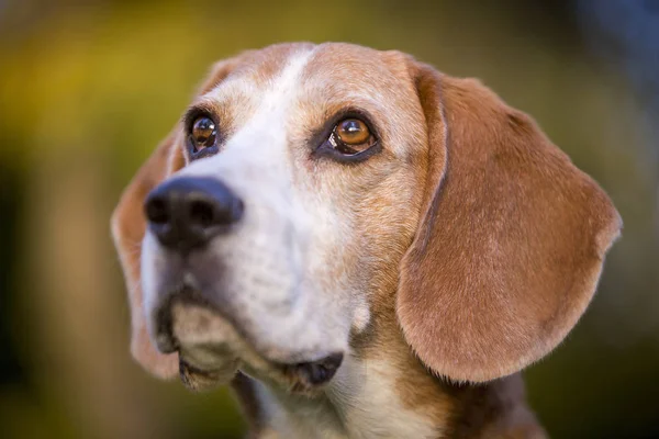 Portret Van Een Beagle Dog Het Herfstlicht — Stockfoto
