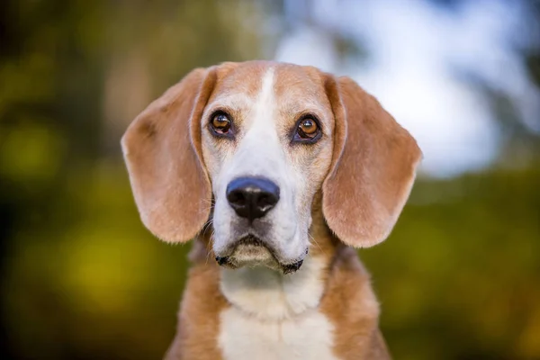 Portret Van Een Beagle Dog Het Herfstlicht — Stockfoto
