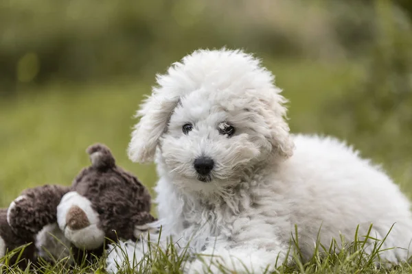 Retrato Cachorro Poodle Branco Livre — Fotografia de Stock