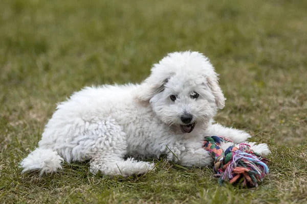 Cãozinho Poodle Branco Brincando Jardim Livre — Fotografia de Stock