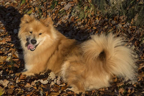 Portret Van Een Euraziatische Hond Buiten Herfst — Stockfoto