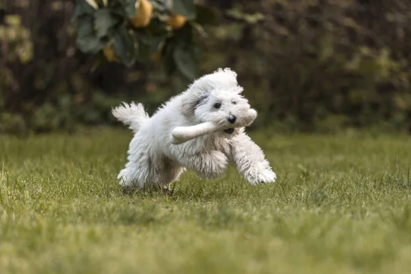 Açık Havada Bahçede Oynayan Beyaz Kaniş Köpek Yavrusu — Stok fotoğraf