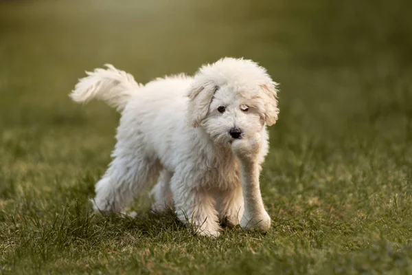 Poodle Blanco Cachorro Jugando Jardín Aire Libre —  Fotos de Stock