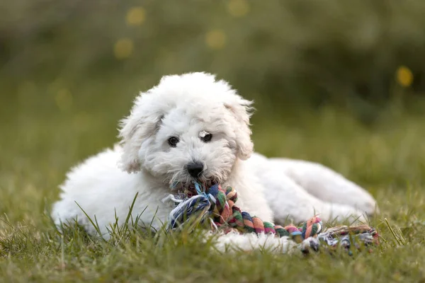 Cãozinho Poodle Branco Brincando Jardim Livre — Fotografia de Stock