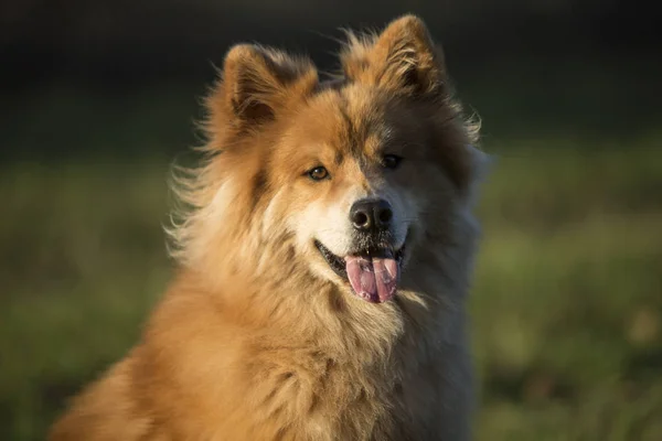 Retrato Cão Eurasiano Livre Outono — Fotografia de Stock