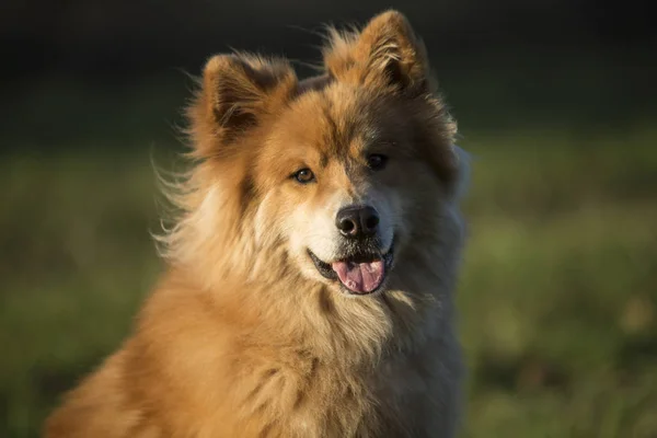 秋の屋外ユーラシア犬の肖像 — ストック写真