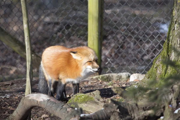 Renard Orange Extérieur Dans Parc — Photo