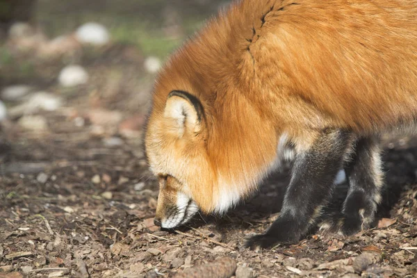 Orangenfuchs Freien Einem Park — Stockfoto