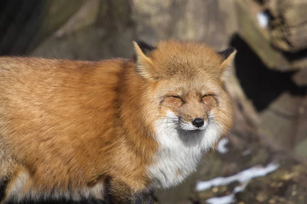 Orange Fox Outdoor Парке — стоковое фото