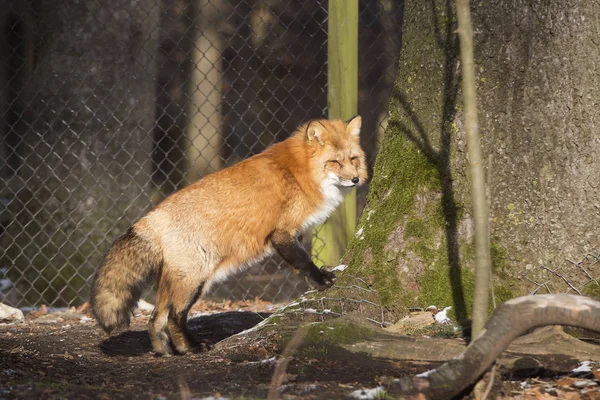 Orange Fox Outdoors Park — Stock Photo, Image