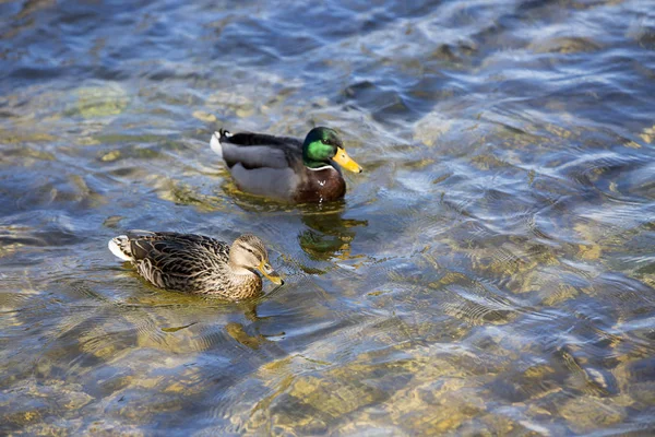Mallard Ducks夫妇在湖中游泳 — 图库照片