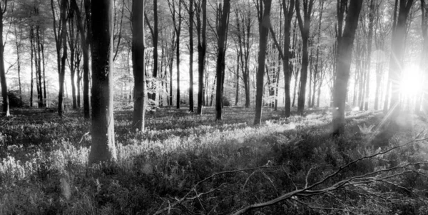 Floresta Bluebell Durante Nascer Sol Paisagem Floresta Preta Branca Durante — Fotografia de Stock