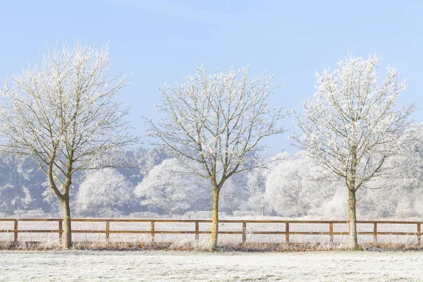 Cena Inverno Rural Bonita Com Geada Pesada Árvores Uma Cerca — Fotografia de Stock