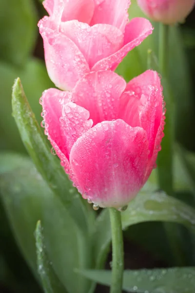 漂亮的郁金香花 多彩的郁金香 自然背景 — 图库照片