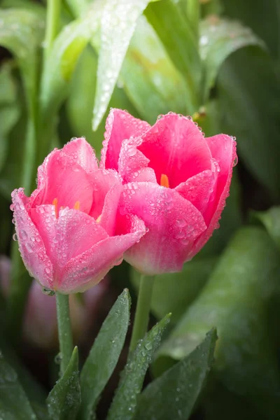 春美しい春チューリップの花植物 — ストック写真