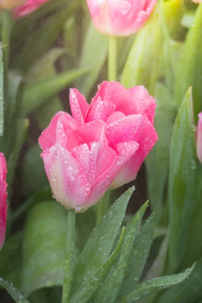 Blühende Frühlingstulpen Blumen — Stockfoto