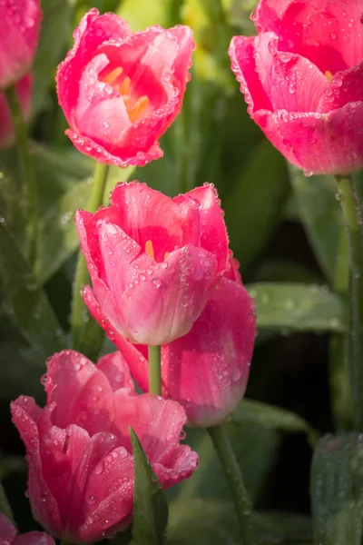 美しいチューリップの花びら — ストック写真