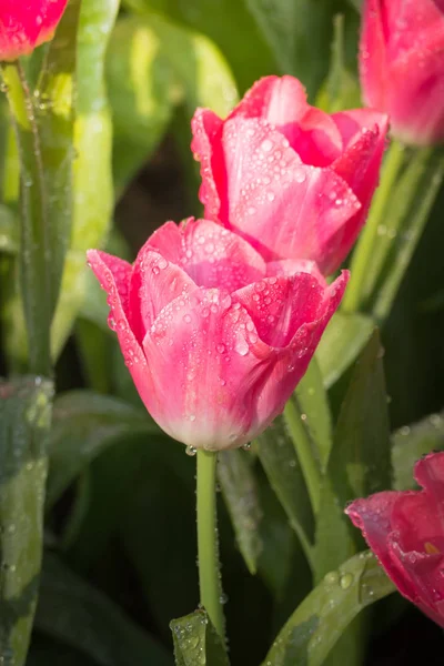 美しいチューリップの花びら — ストック写真