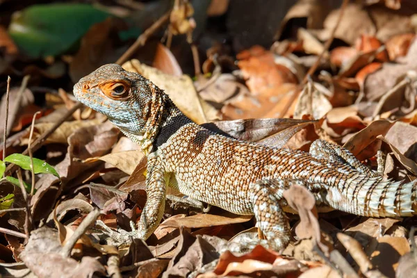 Oplurus Cuvieri Más Néven Galléros Iguanid Gyík Vagy Madagaszkári Galléros — Stock Fotó