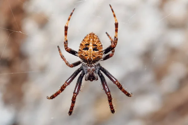 Αράχνη Που Υφαίνει Σφαίρα Εθνικό Πάρκο Masoala Επαρχία Toamasina Άγρια — Φωτογραφία Αρχείου