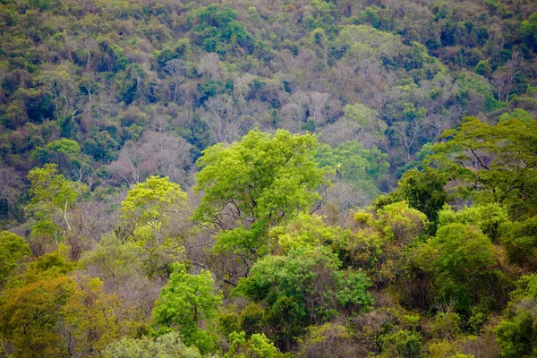 Floresta Tropical Parque Nacional Ankarafantsika Floresta Com Clima Tropical Selva — Fotografia de Stock