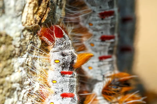 Shoe Lace Caterpillars Take Defensive Position Tree Trunk Ankarafantsika National — Stock Photo, Image