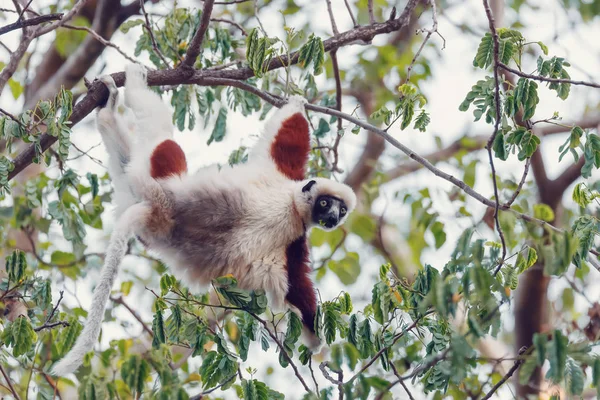 Sifaka Endémica Lemur Coquerel Propithecus Coquereli Alimentándose Árboles Parque Nacional — Foto de Stock