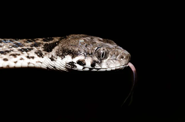 Madagaszkári Macskaszemű Kígyó Vezetője Madagaszkárophis Colubrinus Ankarafantsika Nemzeti Park Madagaszkári — Stock Fotó