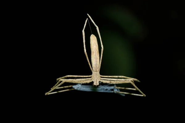 Aranha Ogre Faced Deinopis Subrufa Chamada Aranha Rufous Net Casting — Fotografia de Stock