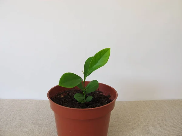 Casa Árvore Laranja Crescida Vaso Flores — Fotografia de Stock