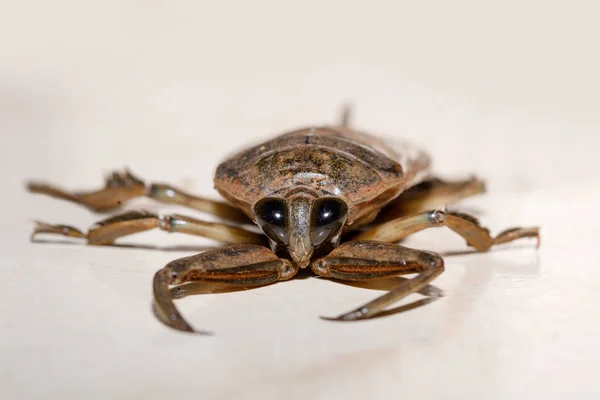 Bichos Gigantes Del Agua Lethocerus Oculatus Parque Nacional Ankarafantsika Madagascar — Foto de Stock